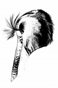 THE SPRINGBOK